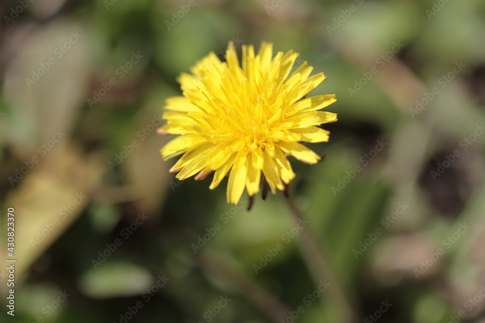 yellow flower yellow flower