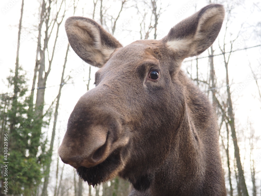 moose in the woods moose in the woods