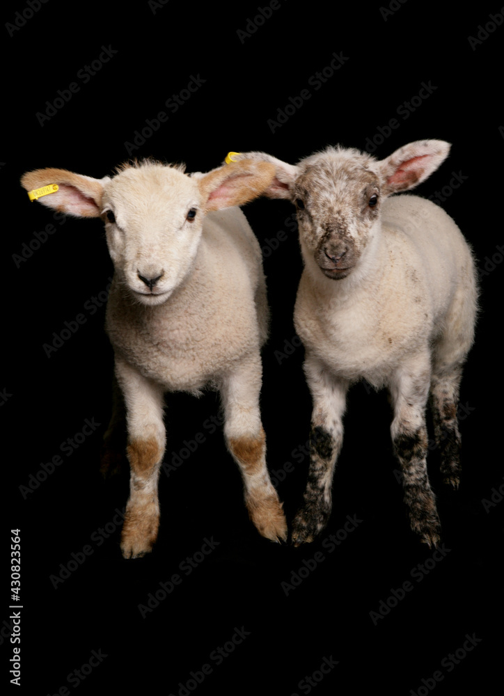 Fototapeta premium two suffolk cross muel lambs