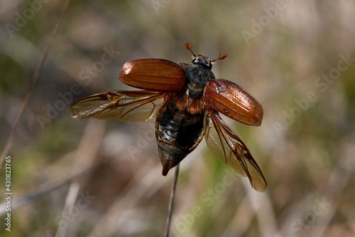 Maggiolino in volo (Beetle in flight)