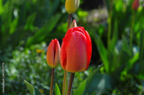 Beautiful Red Tulips in a flowerbed, spring flowers photo