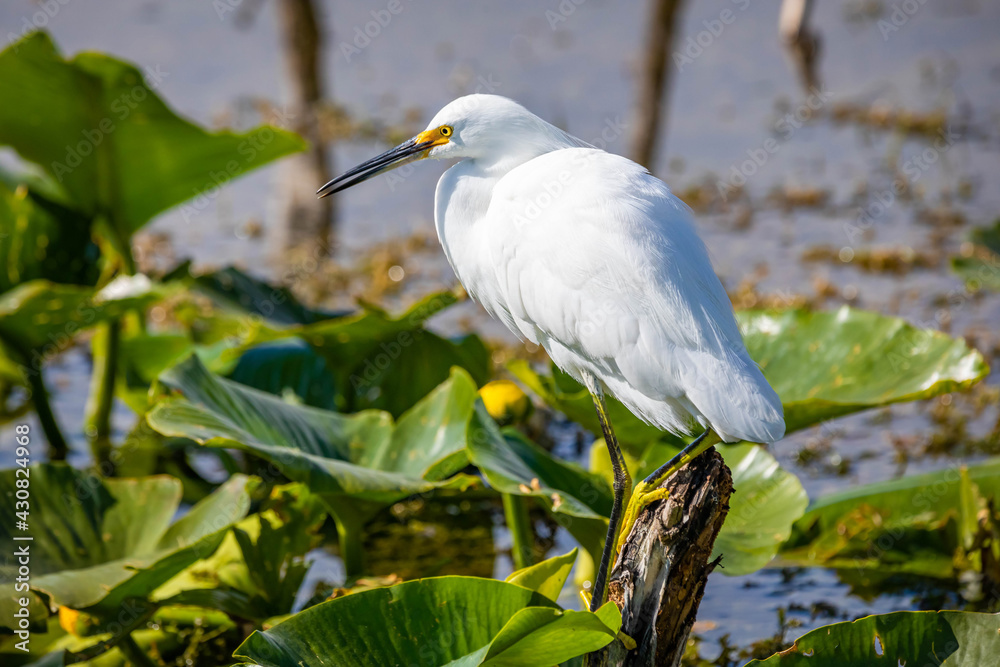 Beautiful snowy egret fishing in the river pond Beautiful snowy egret fishing in the river pond