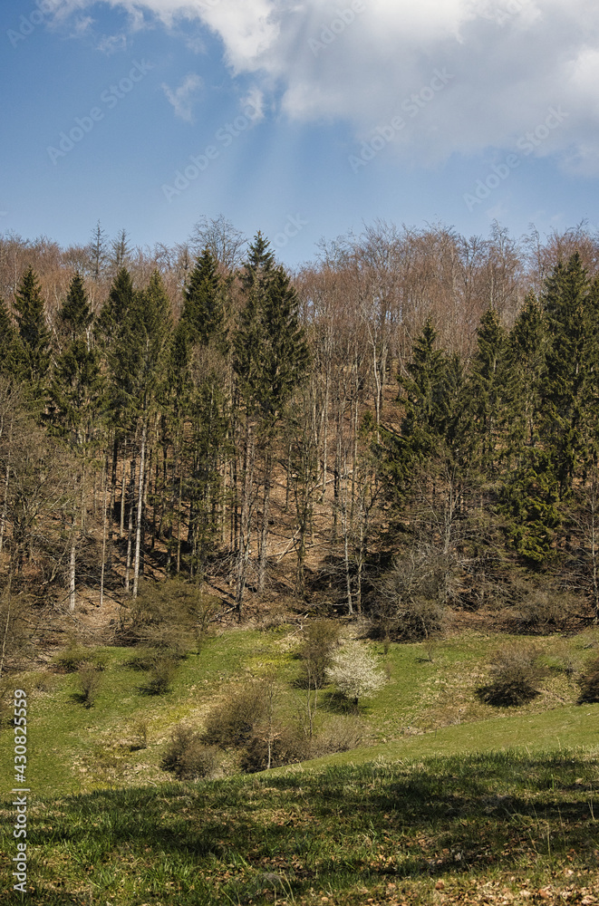 Der Waldfrühlingsbeginn. Der Waldfrühlingsbeginn.