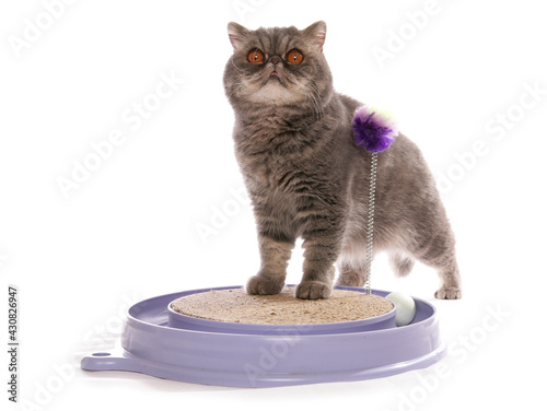 blue classic tabby exotic shorthair adult cat