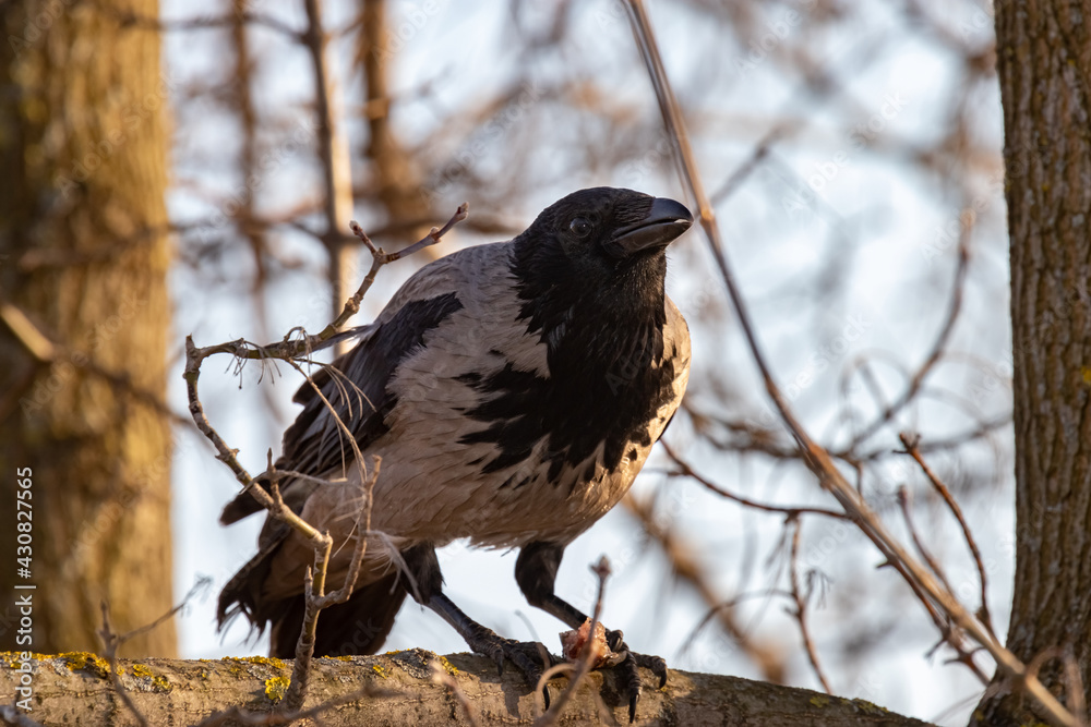 Obraz premium Gray crow on a tree branch in spring close-up. Portrait. Corvus cornix.