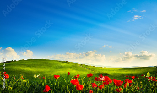 spring landscape panorama with flowering flowers on field and blue sky