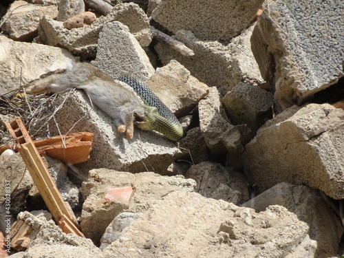 Montpellier Snake Catching Wild Rabbit