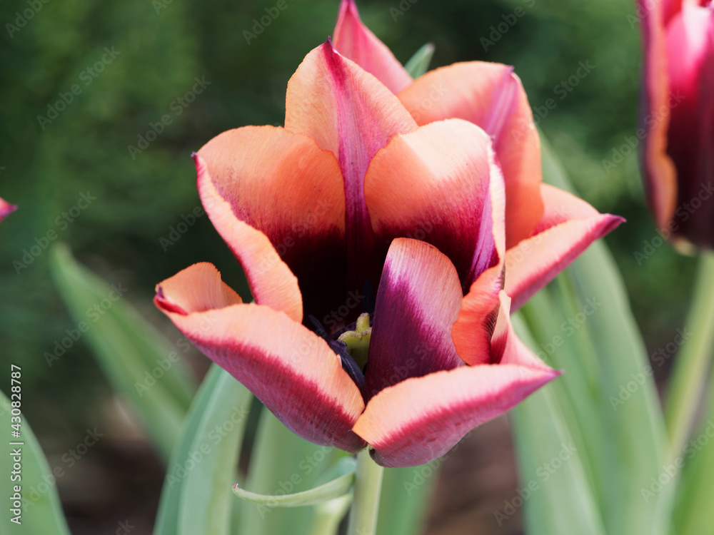 Close up on burgundy-red and vibrant orange petals with pinkish apricot edge on sturdy stems of triumph tulip 'Slawa' (Tulipa muvota) - obrazy, fototapety, plakaty 