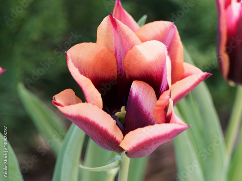 Obraz w ramie Close up on burgundy-red and vibrant orange petals with pinkish apricot edge on sturdy stems of triumph tulip 'Slawa' 