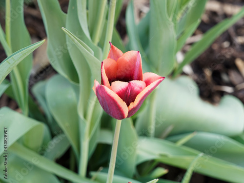 Plakat w ramie Triumph Tulip 'Slawa' or Tulipa muvota . Stunning triumph tulip. Deep wine red and orange petals with a pinkish apricot edge on sturdy stems