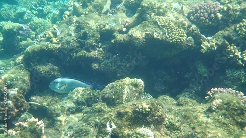 Sohal surgeonfish or sohal tang (Acanthurus sohal) undersea, Red Sea, Egypt, Sharm El Sheikh, Nabq Bay photo