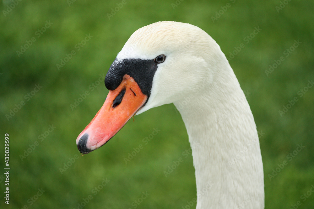 Portrait of a white mute swan, Cygnus olor Portrait of a white mute swan, Cygnus olor