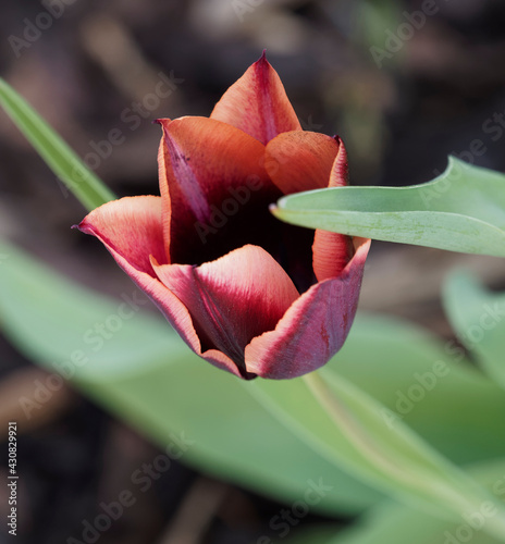 Plakat w ramie Stunning flower of tulip 'Slawa' or Tulipa muvota with wine red and orange petals, pinkish apricot edge on mature flowers