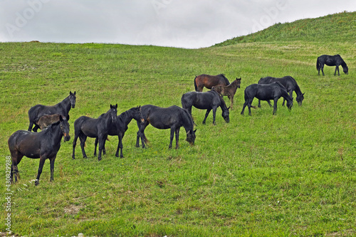 horses grazing in a meadow