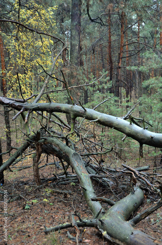 Forest near Kiev at autumn