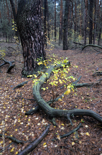 Forest near Kiev at autumn