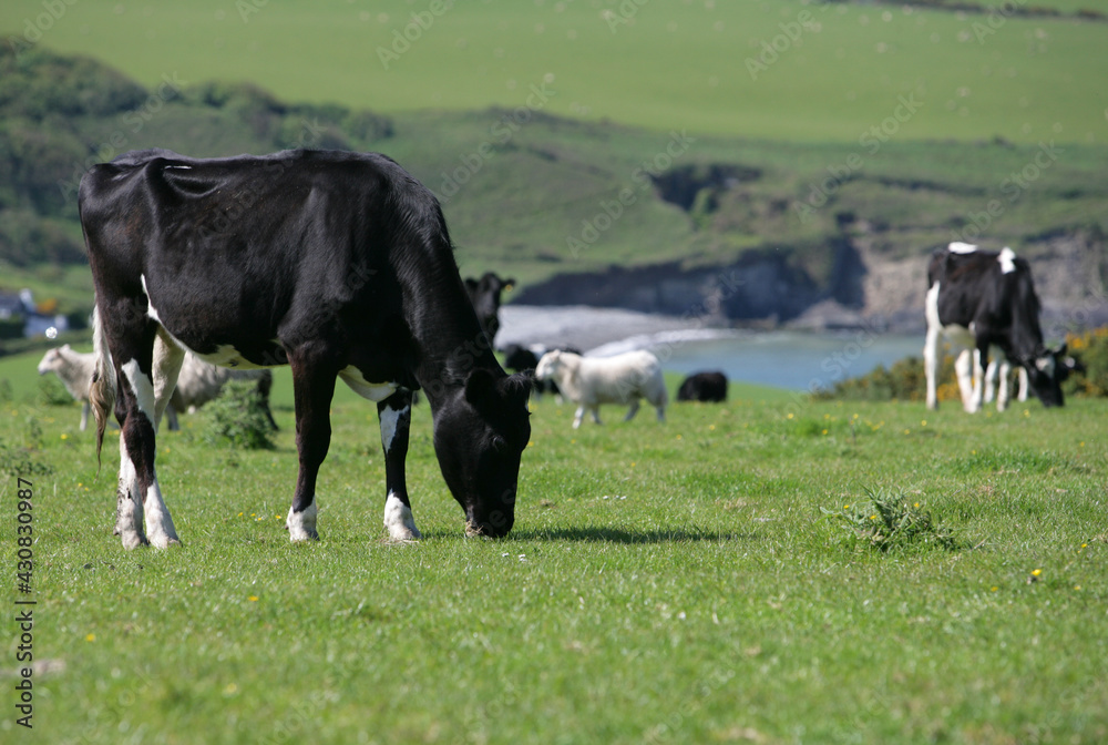 Cow in a field eating Cow in a field eating