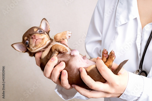 Картината върху платно A small puppy with a large hernia is in the hands of the vet.