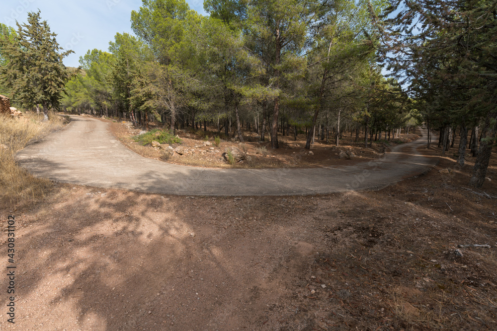 Fototapeta premium forest road in southern Spain