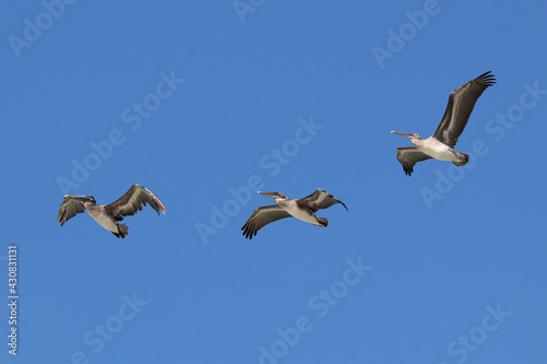 Foto aves marinas