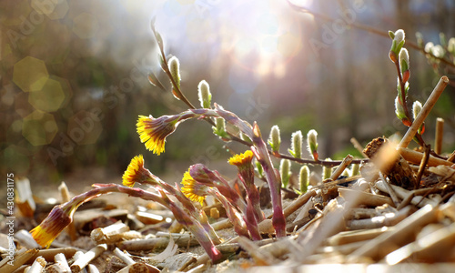 Foto Coltsfoot flowers, tussilago farfara on sunny forest background, spring season