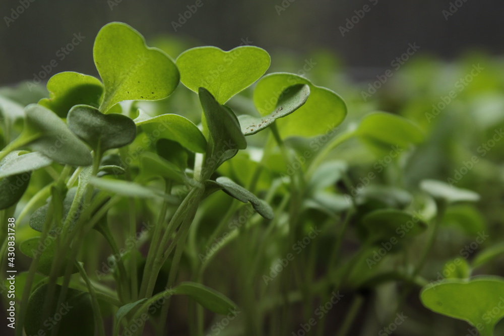 close up of clover