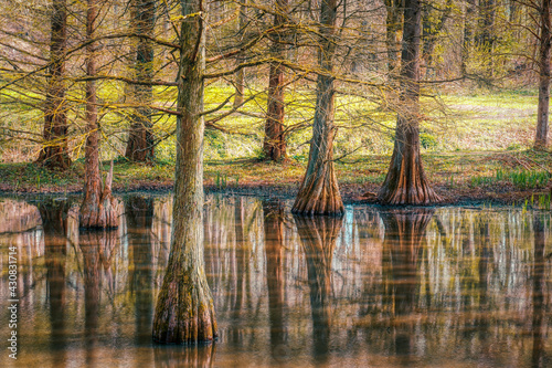 Mangrovenbäume in einem Park in Dortmund photo