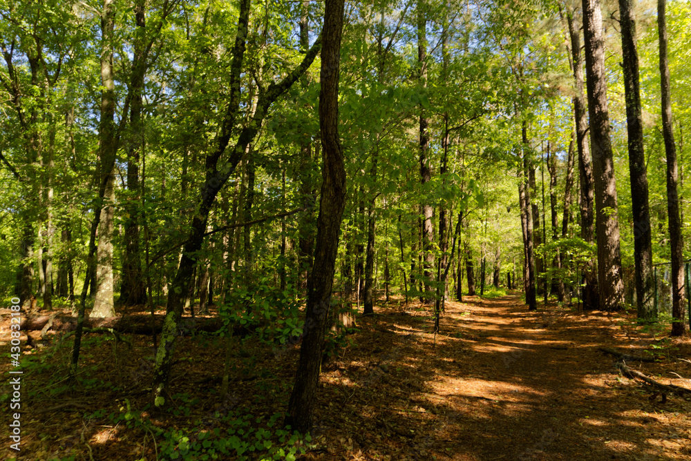 path in the woods