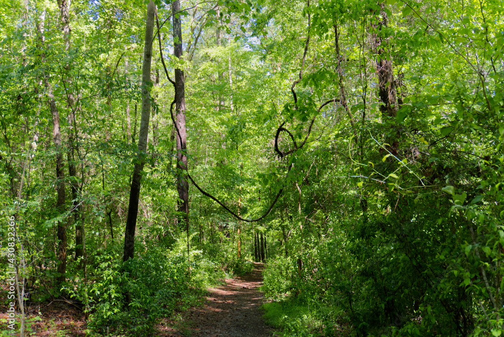Obraz premium tree vines in the forest