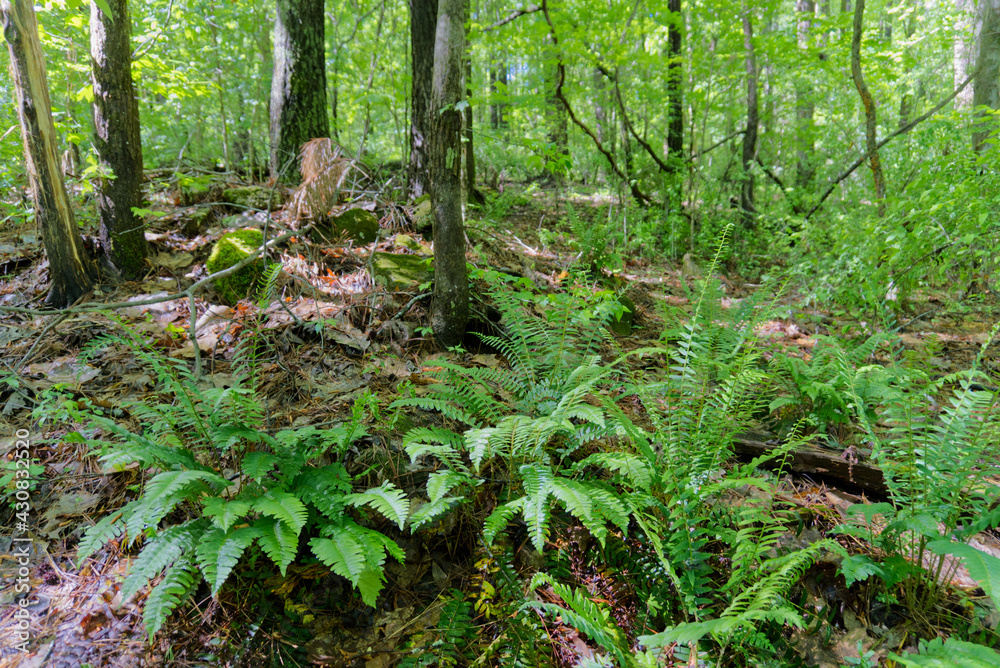 Obraz premium green ferns in the forest