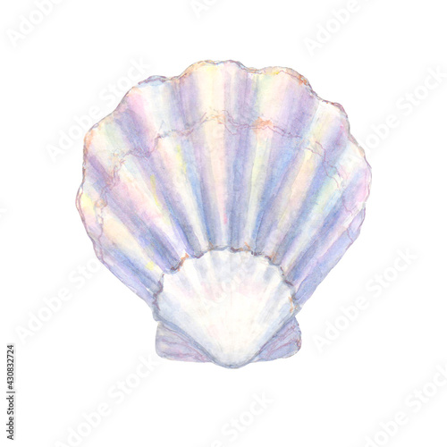 Seashell watercolor illustration. Watercolor hand drawn sea shell isolated on white background