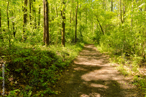 footpath in the forest