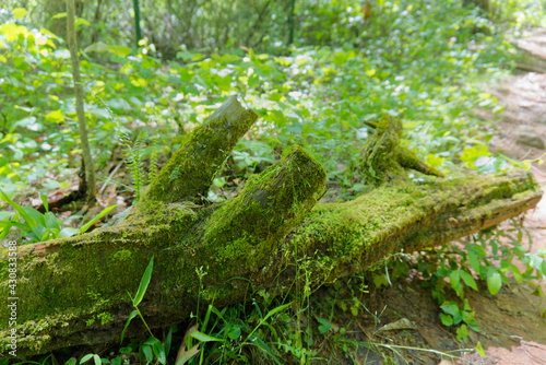 moss on a tree trunk