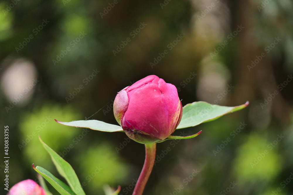 Peony, paeony or Pfingstrose, genus Paeonia, in Germany Peony, paeony or Pfingstrose, genus Paeonia, in Germany
