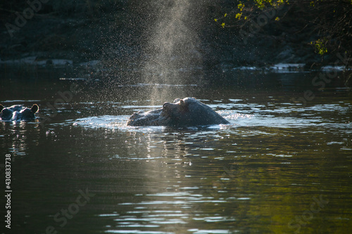 Hippopotams enjoying and breathing on the surface in Zambezi River between zambia and Zimbabwe, Africa... photo