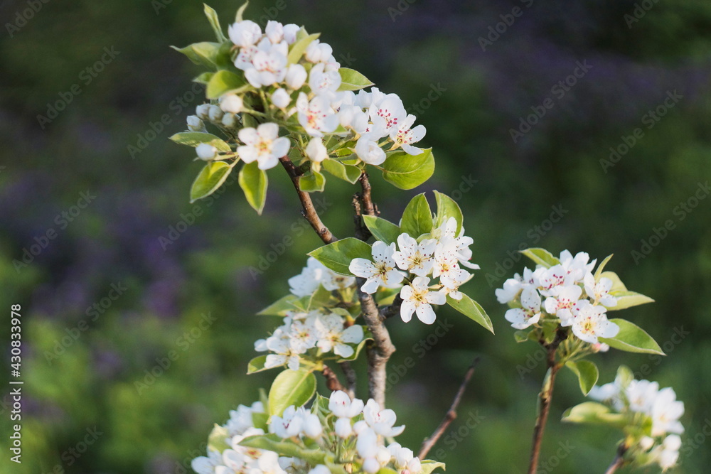 flowering tree in spring. pear of unusual beauty flowering tree in spring. pear of unusual beauty