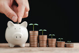 Hand putting a coin in the white piggy bank with coin stacked and tree growing up on it, concept for business financial, money investment, income growing in the future isolated on black background.