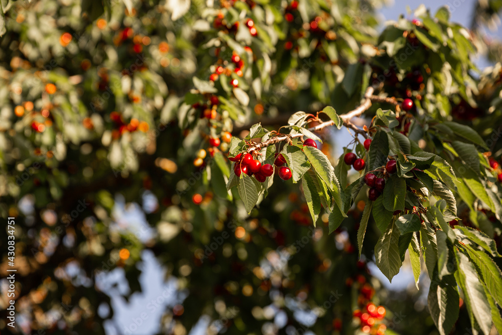 Cerises dans cerisier Cerises dans cerisier