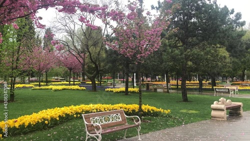 The most beautiful tulip videos of istanbul