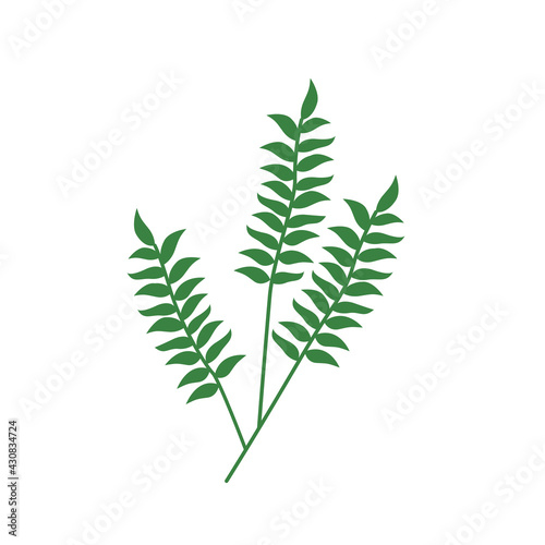 Twig logo with foliage. Beautiful fern illustration. Ornamental plant on a white background. Floral print for clothing  design.