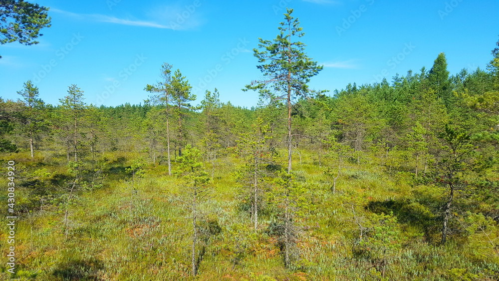 estonia swamp moor landscape nature trail national park