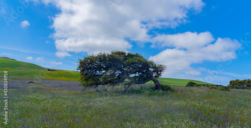 secular oak takes on a particular position thanks to the strong mistral wind that blows in the panoramic road of the Sardinian east coast
