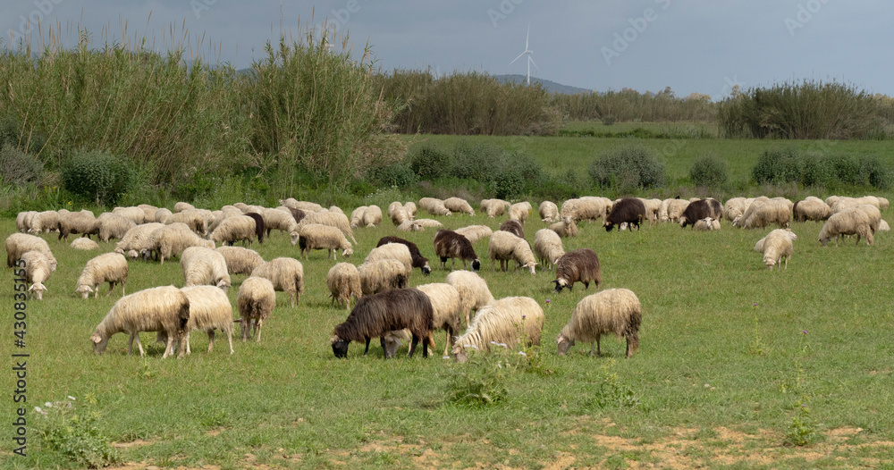 Obraz premium Sardinian sheep grazing in the green meadows of the Campidano plain