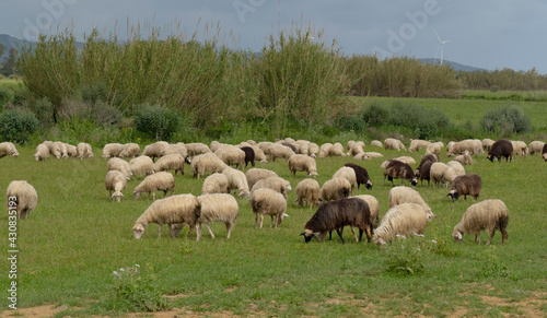 Sardinian sheep grazing in the green meadows of the Campidano plain 