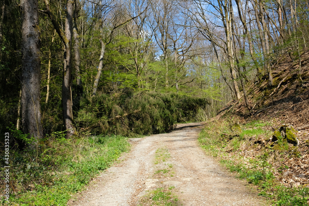 Umgestürzter Baum auf Waldweg nach Sturm - Stockfoto Umgestürzter Baum auf Waldweg nach Sturm - Stockfoto