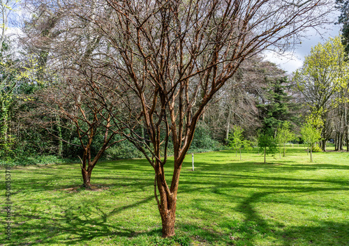 Acer Griseum. The chestnut brown bark of Acer Griseum a small spreading deciduous tree, seen here in a parkland setting. photo