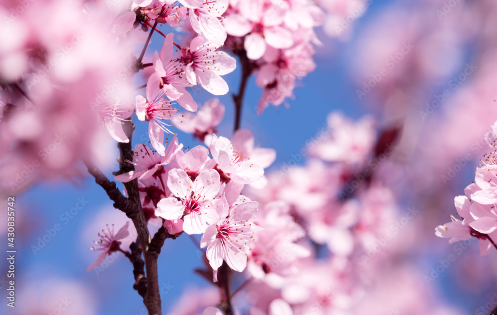Japanese sakura flowers close-up. Pink flowers on a tree. Spring flowers, beautiful nature blooming.
Japanese sakura flowers close-up. Pink flowers on a tree. Spring flowers, beautiful nature blooming.