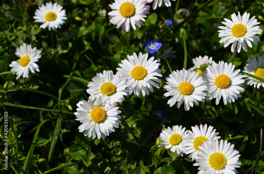 Lovely blossom daisy flowers background. Lovely blossom daisy flowers background.