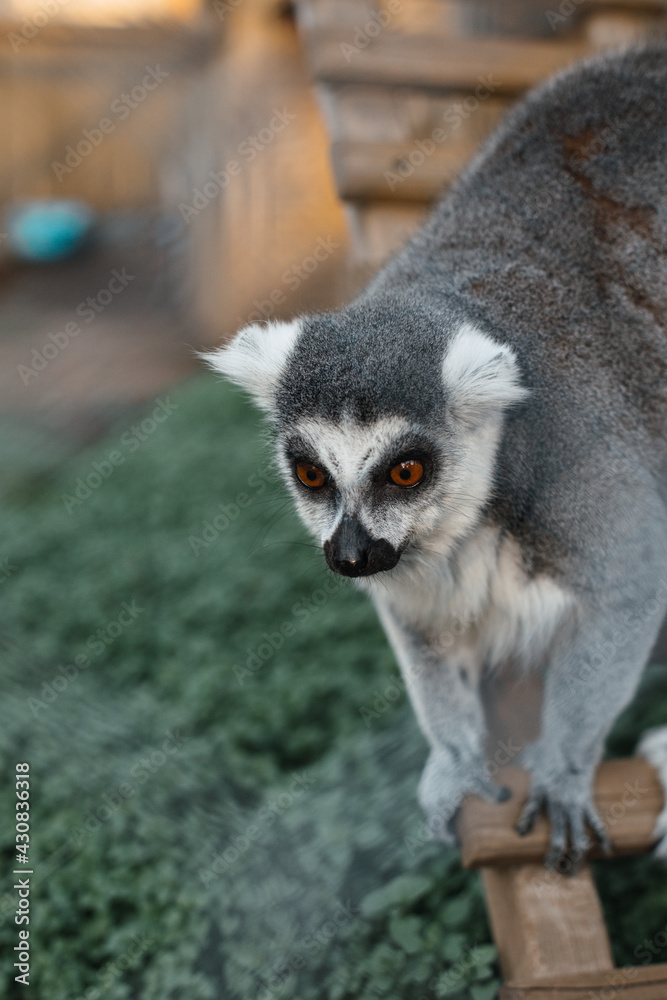lemur lemur