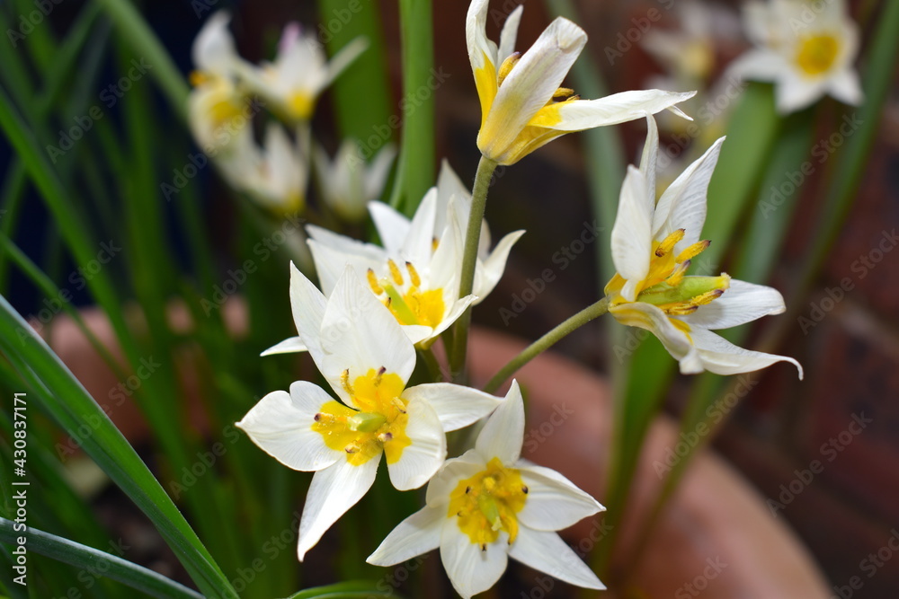 Obraz premium Tulipa sylvestris is the only wild tulip in Britain though it was introduced and naturalised in meadows in the centre and east of the UK It flowers in April with rich yellow blooms and delicious scent